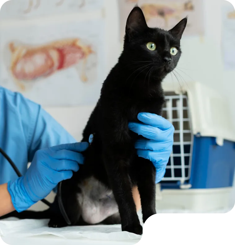 Профілактичний Check-up у ветеринарній клініці Neurovet